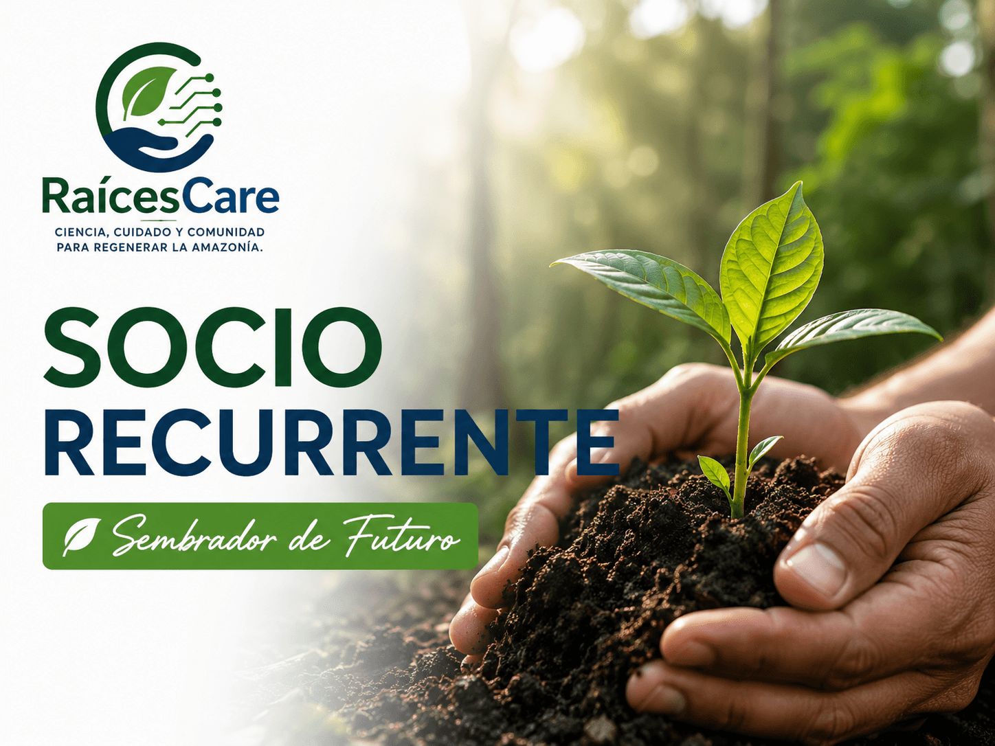 Aporte mensual, programa Sembrador de Futuro: manos sosteniendo un brote de árbol en tierra fértil